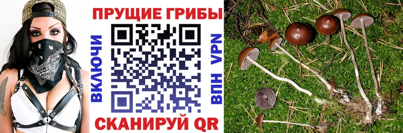 купить   Каменск-Уральский  Псилоцибиновые грибы Psilocybe 